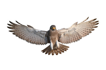 Rufous-winged Buzzard is a striking raptor recognized by its vivid red wings and swift, powerful flight
