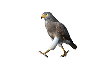 Rufous-winged Buzzard is a striking raptor recognized by its vivid red wings and swift, powerful flight
