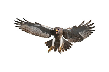 Rufous-winged Buzzard is a striking raptor recognized by its vivid red wings and swift, powerful flight