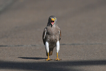 Rufous-winged Buzzard is a striking raptor recognized by its vivid red wings and swift, powerful flight