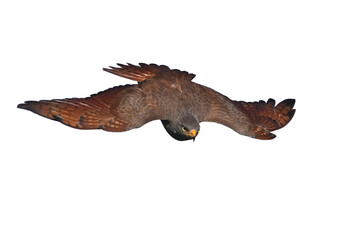 Rufous-winged Buzzard is a striking raptor recognized by its vivid red wings and swift, powerful flight