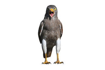 Rufous-winged Buzzard is a striking raptor recognized by its vivid red wings and swift, powerful flight