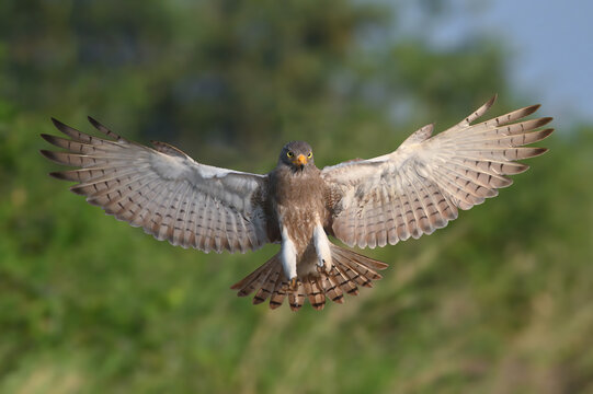 Rufous-winged Buzzard is a striking raptor recognized by its vivid red wings and swift, powerful flight