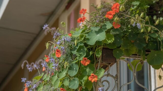 AI-Video of Decorative Balcony with Nasturtiums and Star-Shaped Blossoms