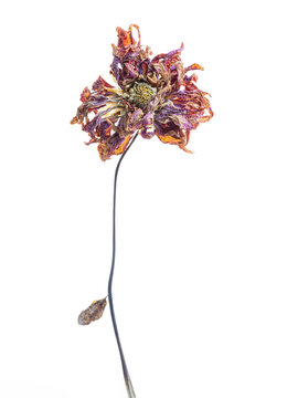 Dried Dahlia Stands out Against a White Background With Vivid Colors