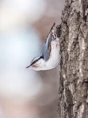Fototapeta premium Eurasian nuthatch or wood nuthatch, lat. Sitta europaea, sitting on a tree trunk with a blurred background.