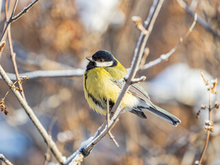 Cute bird Great tit, songbird sitting on the nice branch with beautiful autumn background