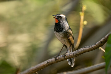 The Himalayan Rubythroat calls from a bush perch, its vivid throat shining in gentle daylight.