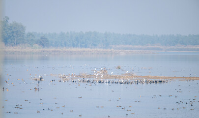 Diverse river birds gather in one big flock, feeding and settling peacefully along the flowing water.