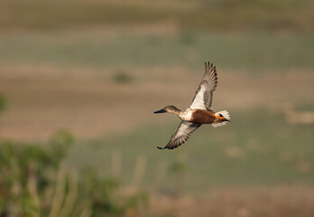 A spectacular Northern Shoveler (Spatula clypeata) captured in dynamic, close-up flight. The morning sun illuminates its distinctive, large spatulate bill and vibrant plumage.