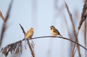 Calmly sitting on reed stems, the Weavers blend subtle tones with the serene morning atmosphere.