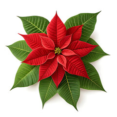 Red Poinsettia Flower Isolated on White Background