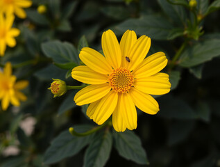 Yellow Daisy Flower with a Small Insect on Petal