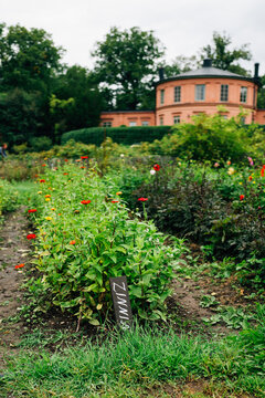 Zinnia flower patch in Stockholm Gardens