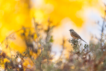 The bird rests on a fall branch, its subtle colors matching the dry autumn foliage around it.