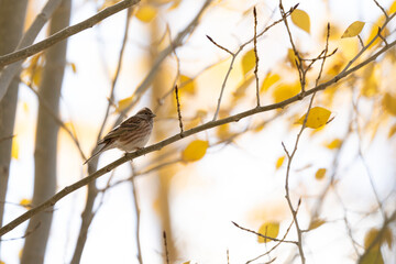 A male Pine Bunting (Emberiza leucocephalos) perched among the needles and branches of a pine tree in autumn. The bird's white-capped head is prominent.