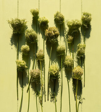 Faded wild carrots
