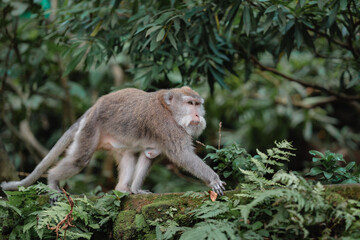 Long-Tailed Macaque Walking on Mossy Surface