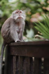 Long-Tailed Macaque Sitting on Wooden Rail