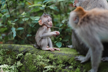 Young Long-Tailed Macaque Eating in Forest