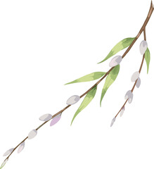 Elegant pussy willow branch illustration with soft catkins and green leaves, botanical spring plant artwork on clean white background for design use © Arman Creative
