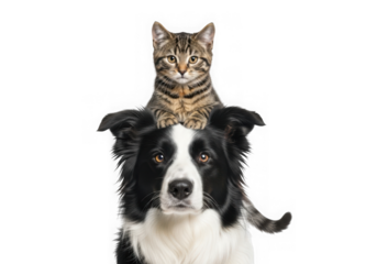 Cat sitting on a dogs head on a transparent background