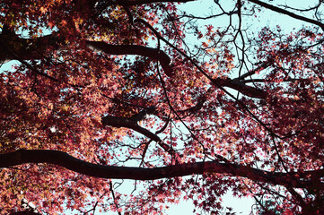 空に映える紅葉02