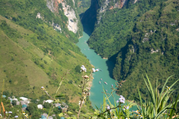 Wildflowers Overlooking Tu San Canyon, Nho Que River, Ha Giang Loop, Vietnam