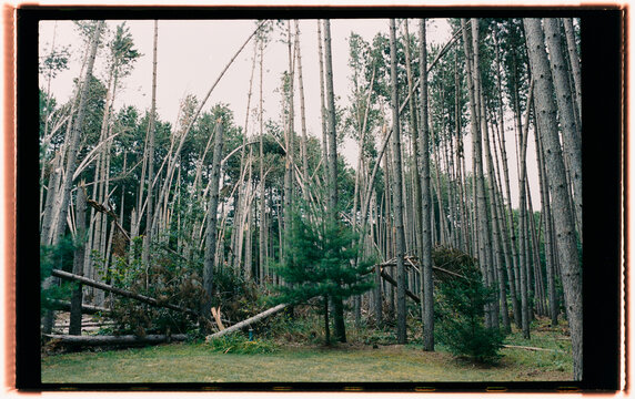 Trees With Unusual Bent Patterns in a Dense Forest Area