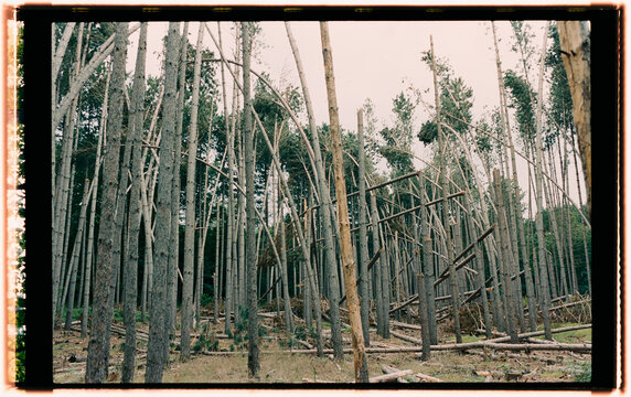 Trees Bending in a Forest After a Storm in the Early Evening