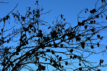 青空に映える実の付いた枝01