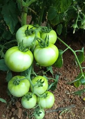 cluster of green, unripe tomatoes growing on the vine in a natural garden or farm environment, with green foliage and brown soil visible.