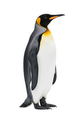 Fototapeta premium King penguin standing on a transparent background
