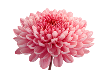 Close up of a delicate pink chrysanthemum flower with a dark black background