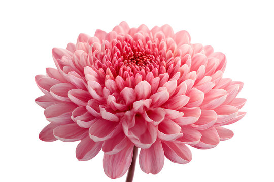 Close up of a delicate pink chrysanthemum flower with a dark black background - Powered by Adobe
