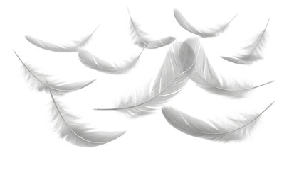 White feathers scattered on black background transparent background cutout png