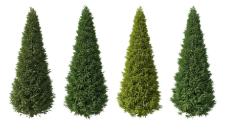 Four green cypress trees in a row transparent background cutout png