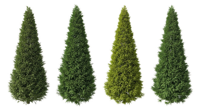 Four green cypress trees in a row transparent background cutout png