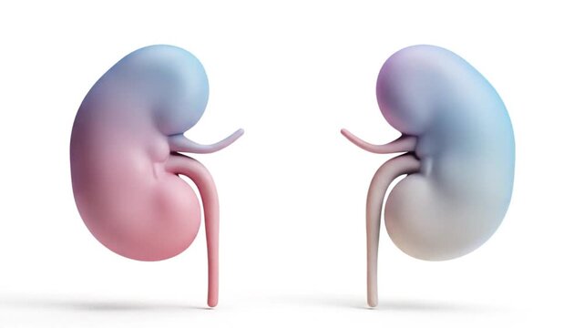 Anatomical illustration of human kidneys isolated on a white background