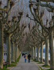 people walking in the park
