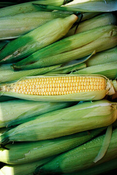 fresh corn on the cob at a farm market