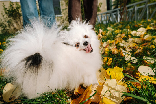 White Pomeranian Dog in Autumn Leaves Outdoors - Powered by Adobe
