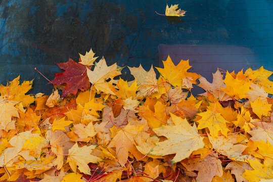 Yellow and Red Maple Leaves on Rear Windshield
