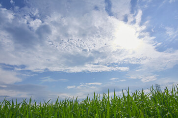 Sunny Day Over Lush Green Paddy Leaves