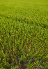 Close-Up of Fresh Rice Seedlings in Watered Field
