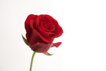 Red Rose Flower isoalated on White Background
