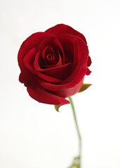Red Rose Blossom with Detailed Petals isolated on white background