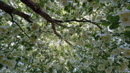 Dense White Cherry Blossoms And Branches Viewed From Below On A Sunny Day white flowers blooming