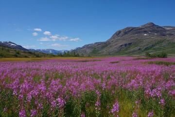 Obraz premium Vast Field of Purple Fireweed Flowers Under a Blue Sky with Mountains purple flowers meadow