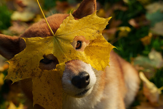 Dog in yellow leaf mask